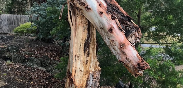 Damaged tree emergency in the east of Melbourne.
