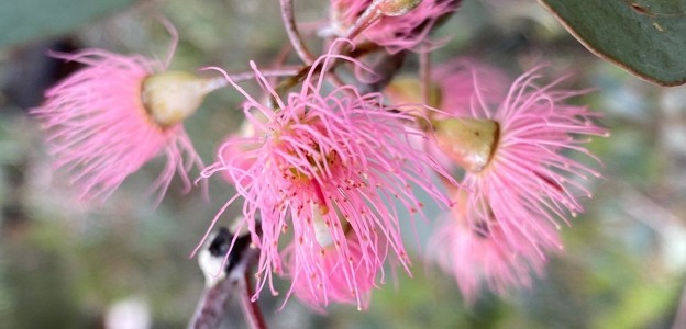 Flowering eucalypt tree that has been planted.