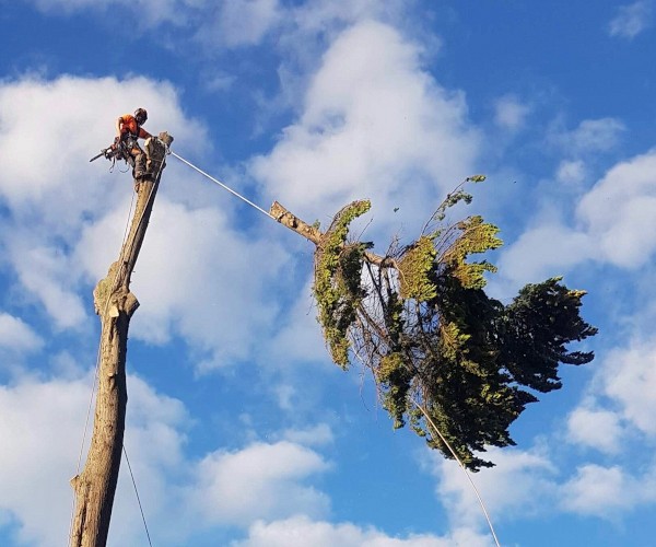 Jimmy of Beneficial Tree Care cutting down a tree top.