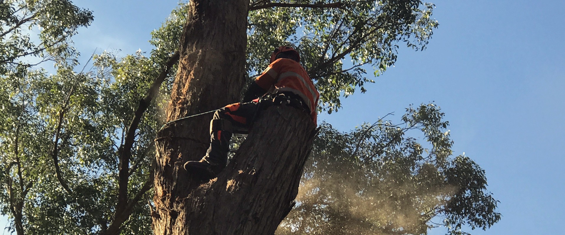Arborist in high-vis up in a tree and chainsawing it.