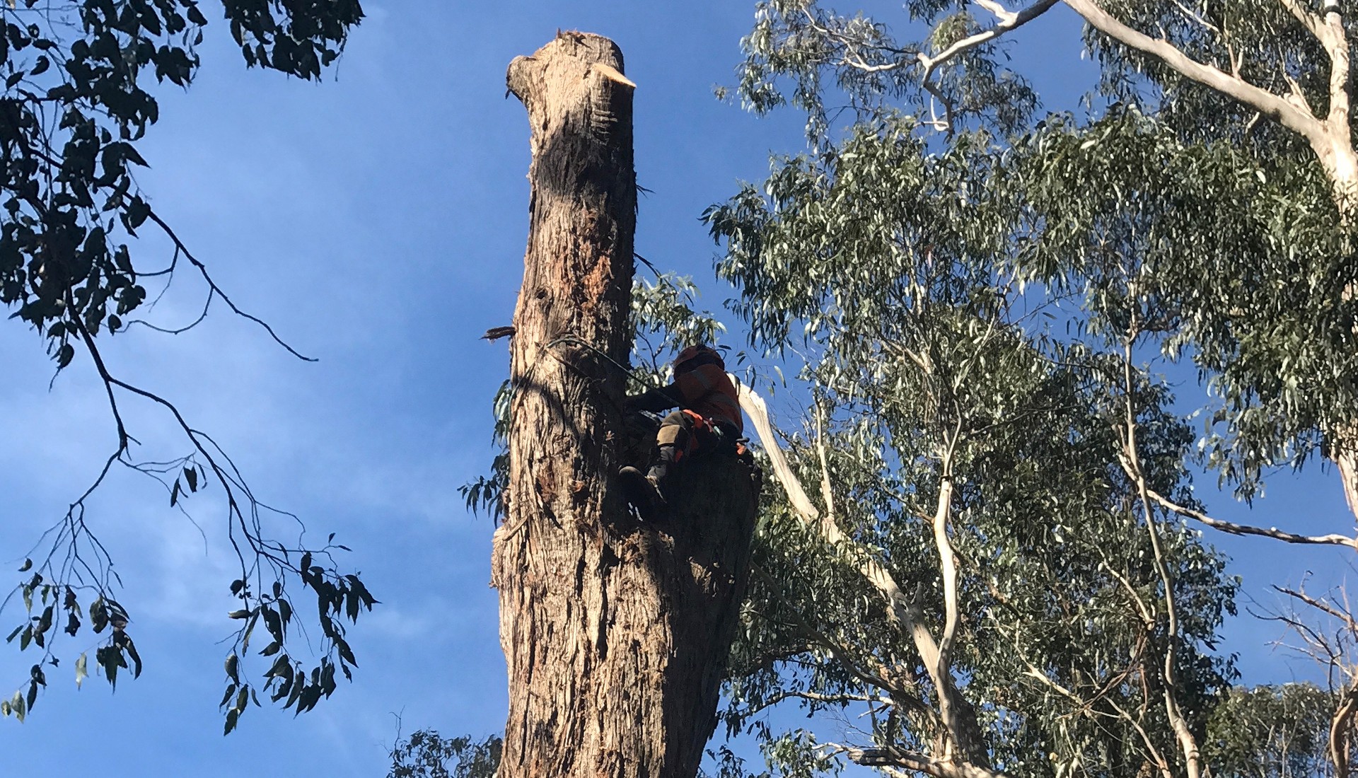 Arborist up in a tree and cutting it down gradually.