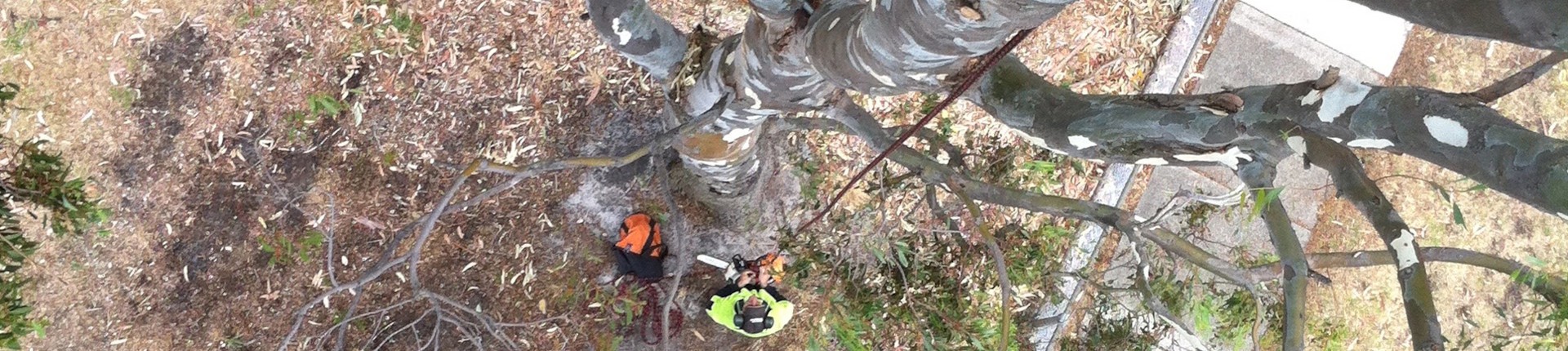 Arborist with a chainsaw at the bottom of a tree.