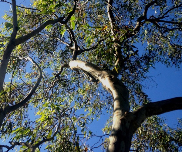 Braced eucalyptus trees.