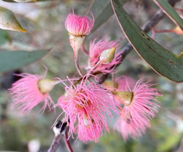 Eucalyptus tree flowers after Melbourne tree planing service.
