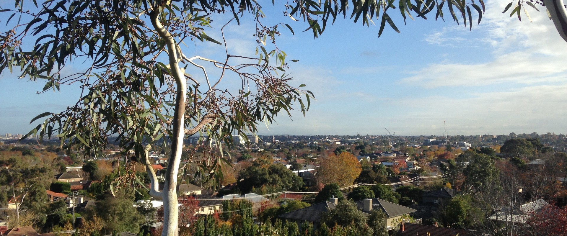 Eucalyptus tree view over Melbourne suburbs.