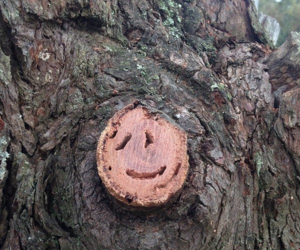 Exposed tree branch cut after tree pruning in eastern Melbourne.