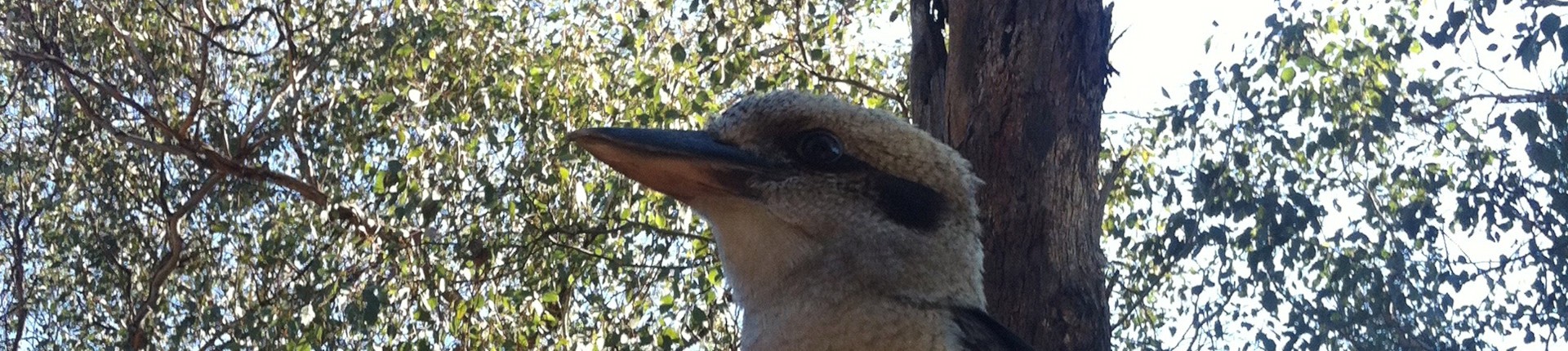 Laughing Kookaburra perched in front of trees.