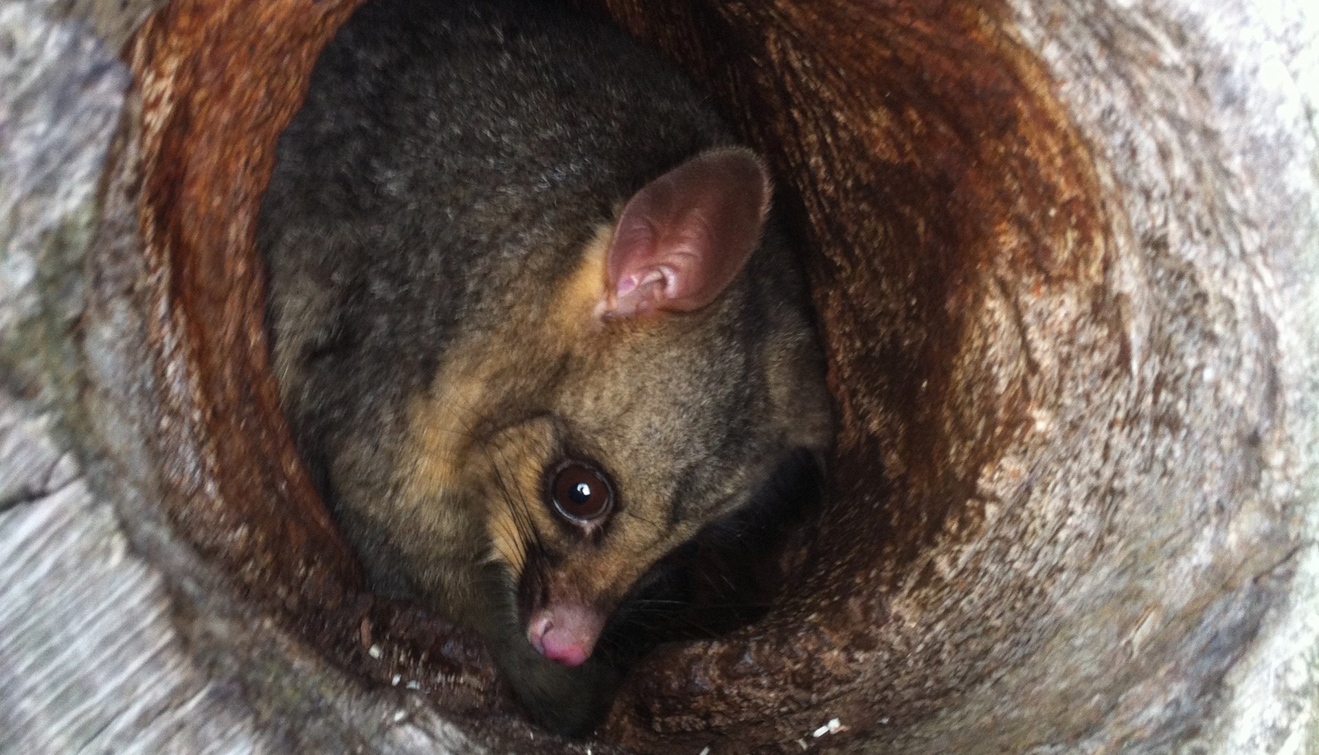 Possum in a eucalyptus tree hole in Melbourne.