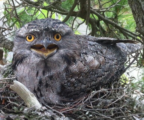 Tawny frougmouth nesting in a tree in Melbourne.