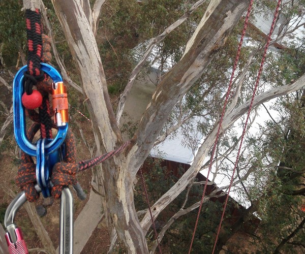 Arborist's view in the trees above a Melbourne home.
