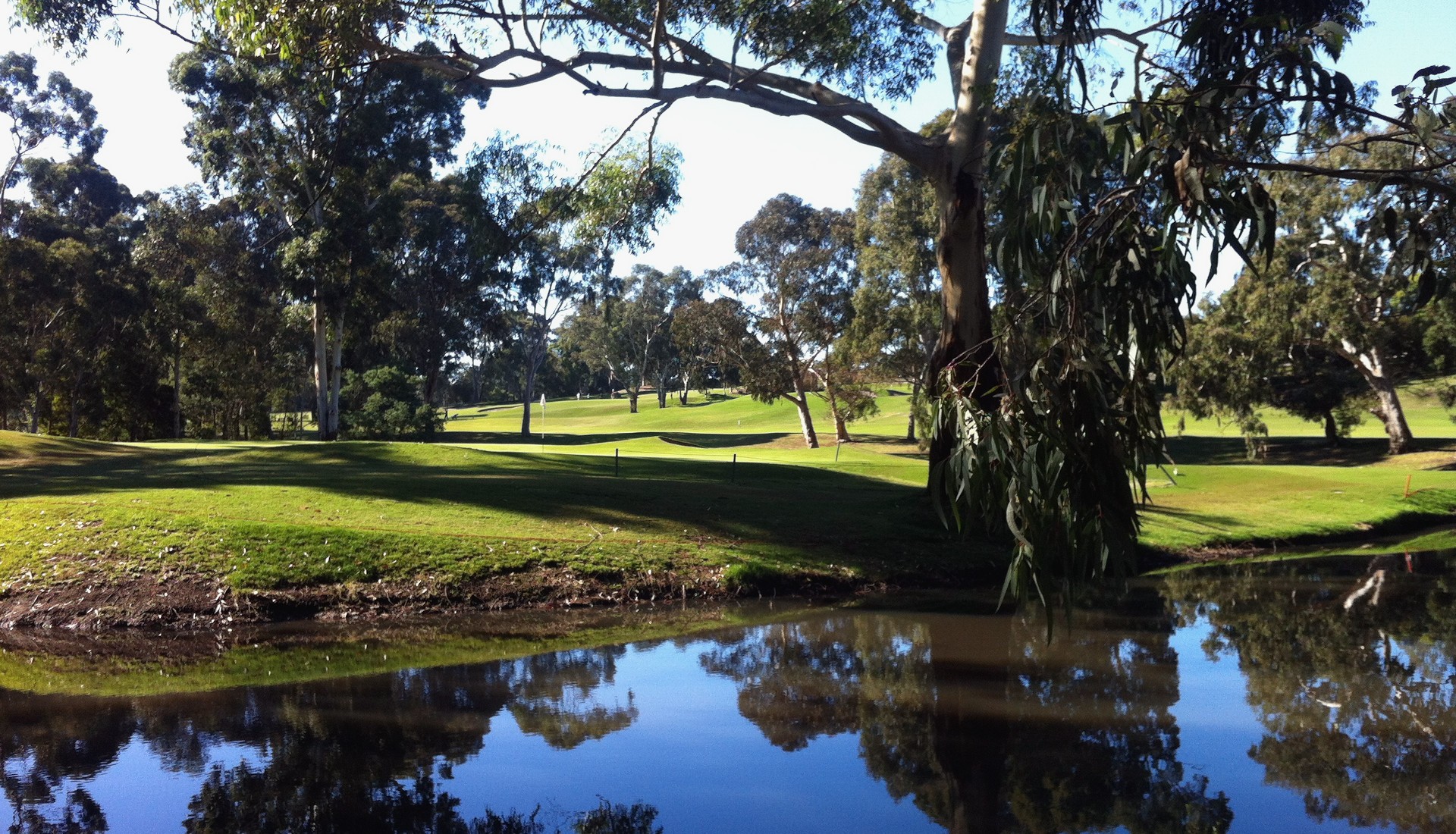 Trees planed on a golf course in Melbourne.