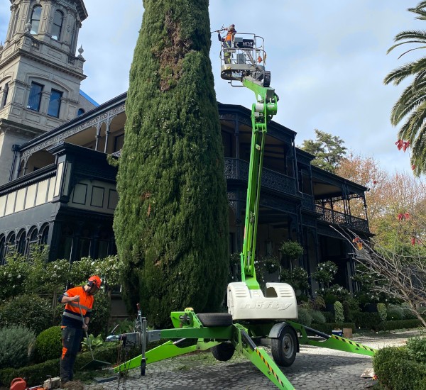 Arborists hedge trimming and cleaning up at a Melbourne home.