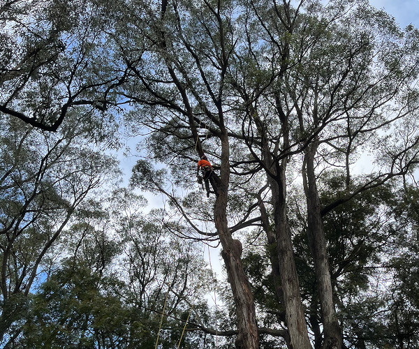 Beneficial Tree Care arborist pruning native eucalyptus trees.