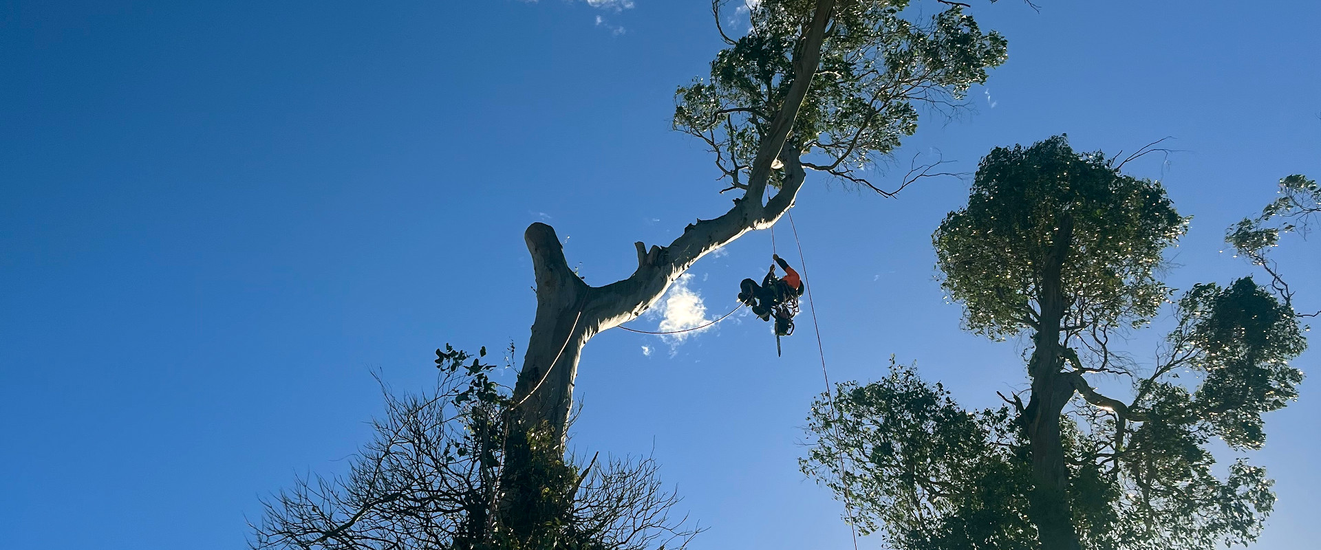 Beneficial Tree Care arborist suspended from an Australian tree.