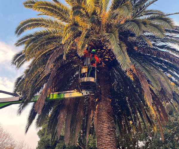 Beneficial Tree Care arborist pruning a palm tree in Melbourne.