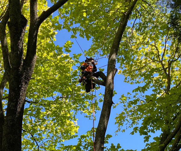 Beneficial arborist providing tree care at a Melbourne property.