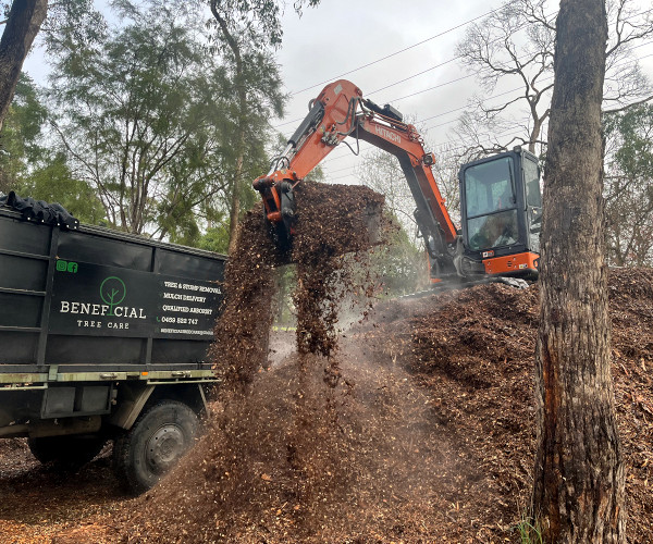 Excavator loading mulch onto the Beneficial Tree Care truck.