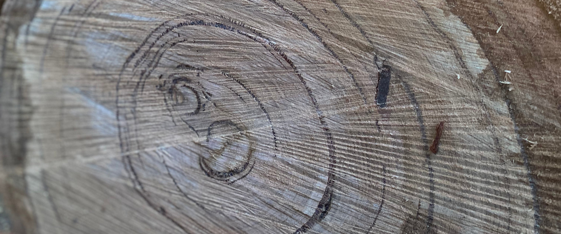 Close up of a cut log during land clearance.
