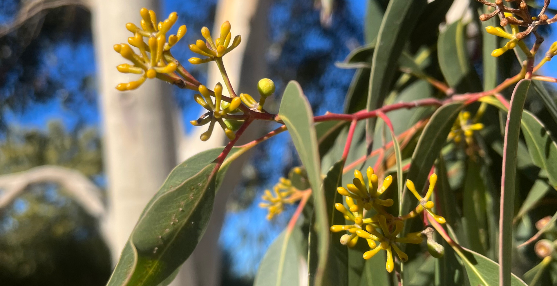 Native eucalyptus tree leaves and flower buds.