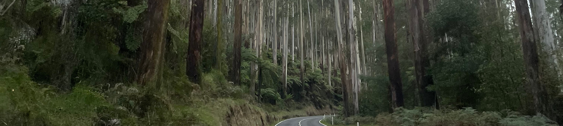 Forest road near the Yarra Ranges in Victoria Australia.