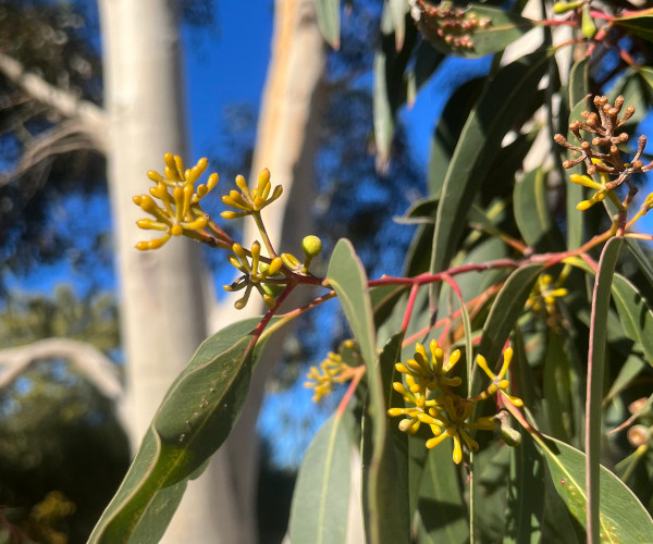 Native Australian eucalyptus tree starting to flower during the day.