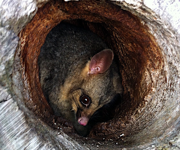 Australian possum in a tree hollow from habitat creations.