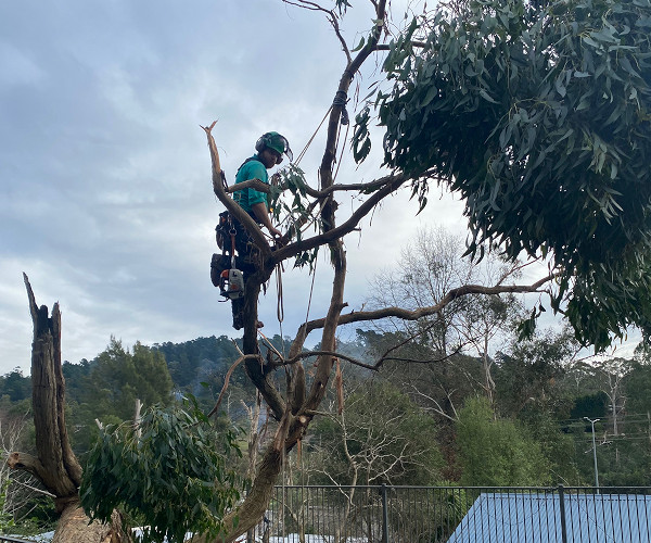 Arborist and tree topic cutting down a tree.